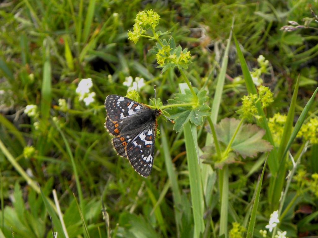 da identificare - Euphydryas cynthia